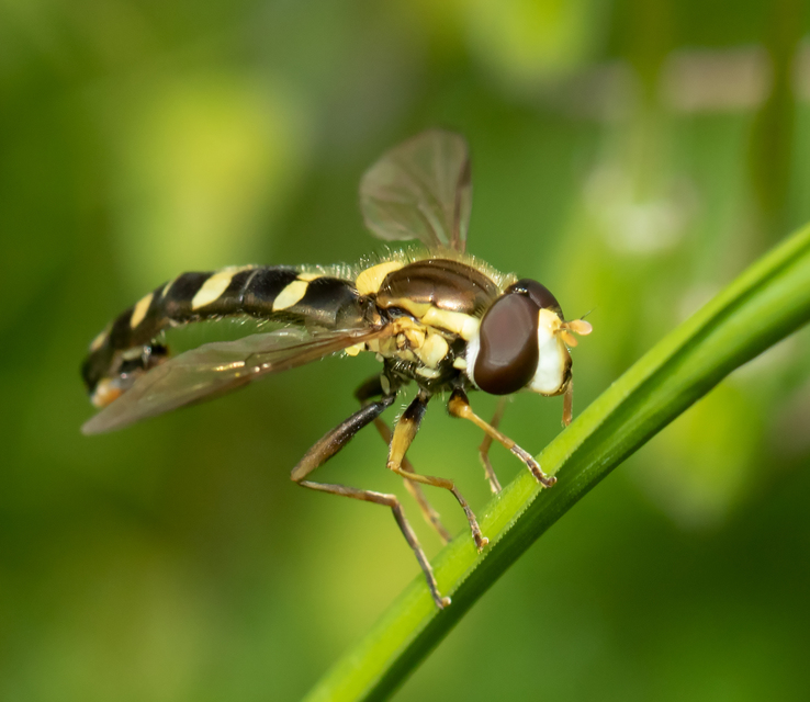 Sphaerophoria