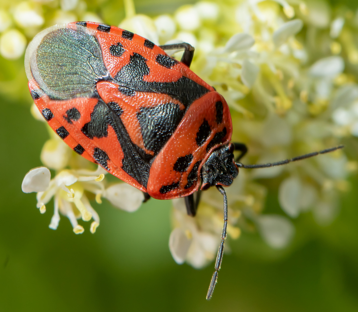 Eurydema ventralis - káposztapoloska