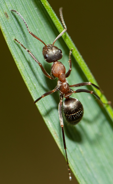 Formica rufibarbis - vörös rabszolgahangya
