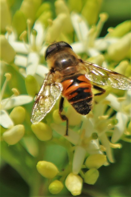 Eristalis tenax - közönséges herelégy