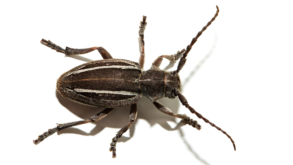 Neodorcadion bilineatum - kétsávos földicincér