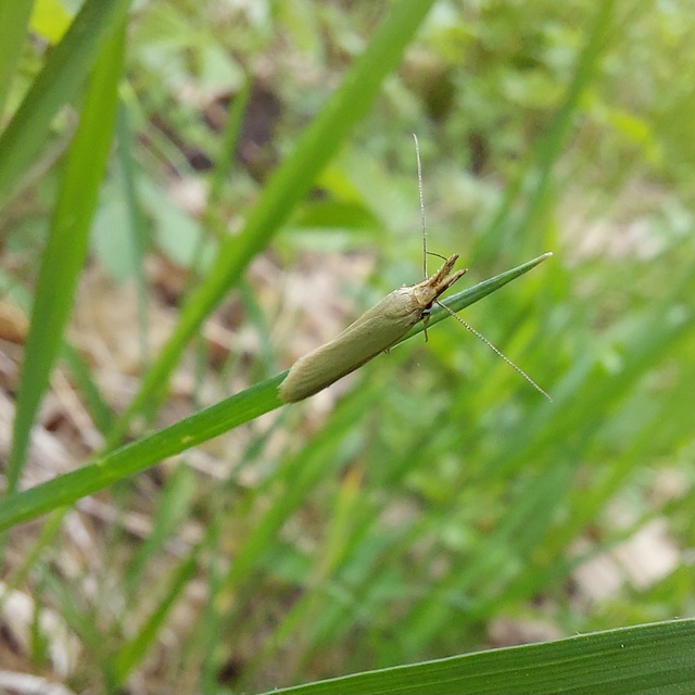 Pleurota