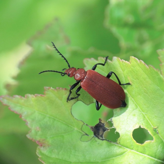 Pyrochroa serraticornis - közép-bíborbogár