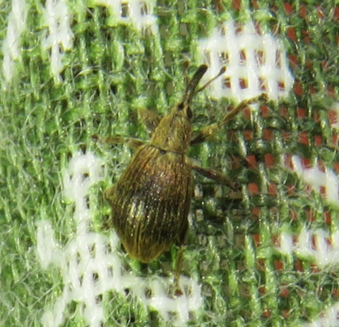 Trichopterapion holosericeum - gyertyánmag-cickányormányos Trichopterapion holosericeum - gyertyánmag-cickányormányos