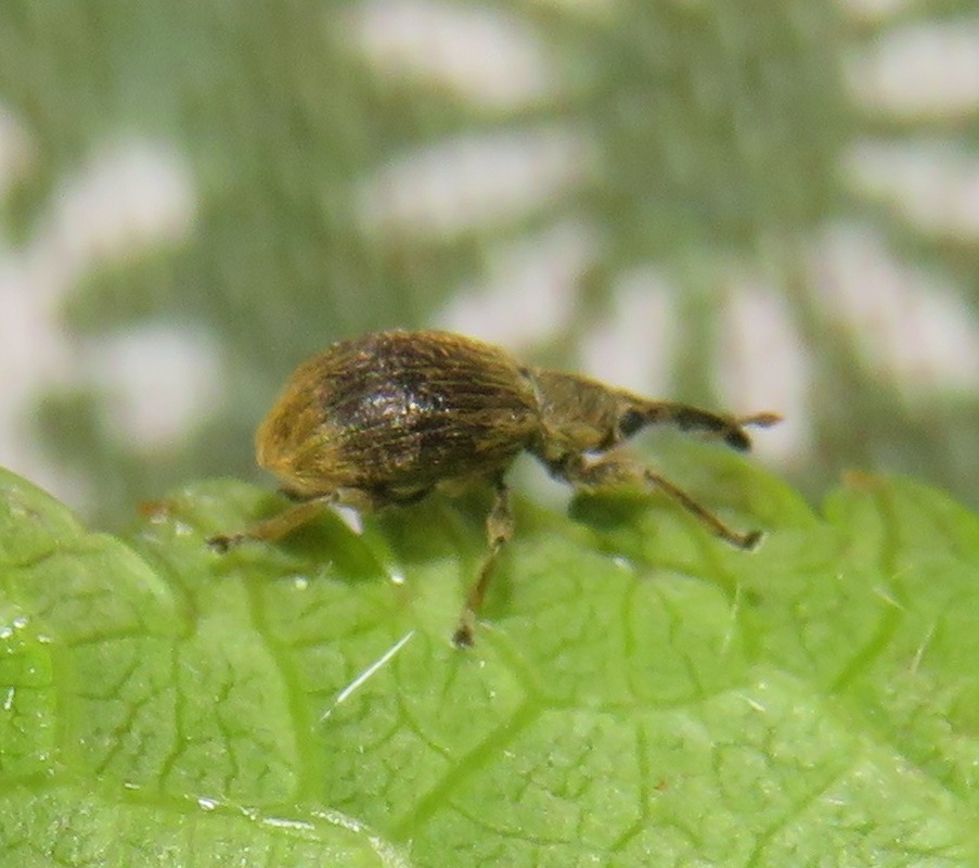 Trichopterapion holosericeum - gyertyánmag-cickányormányos