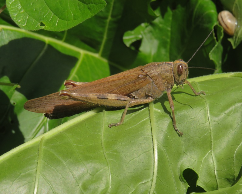 Anacridium aegyptium - egyiptomi sáska