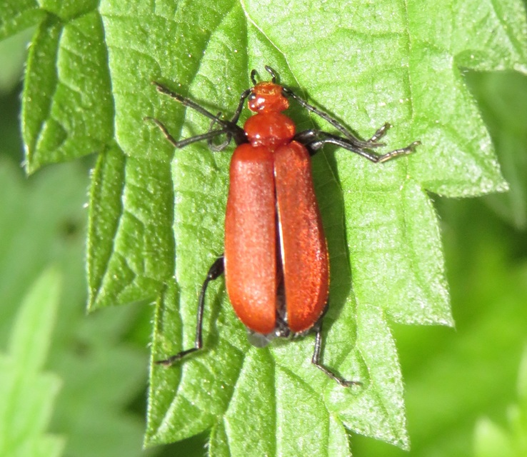 Pyrochroa serraticornis - közép-bíborbogár