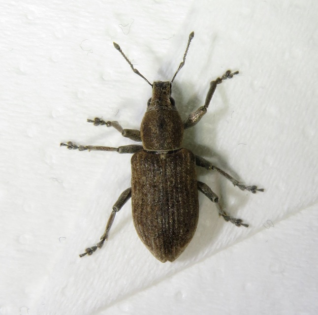 Tanymecus palliatus - közönséges hegyesfarúbarkó