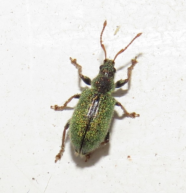 Phyllobius betulinus - változékony levélormányos