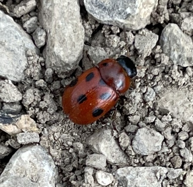 Gonioctena fornicata - közönséges lucernabogár