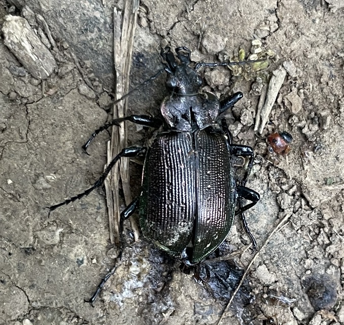 Calosoma inquisitor - kis bábrabló