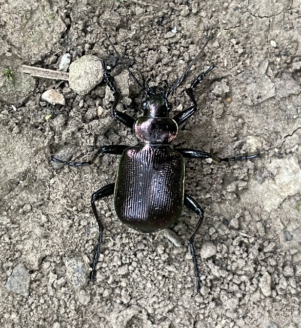 Calosoma inquisitor - kis bábrabló