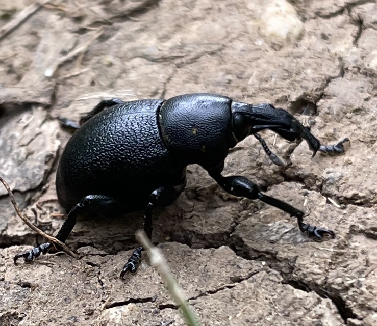 Liparus coronatus - kis turbolyaormányos