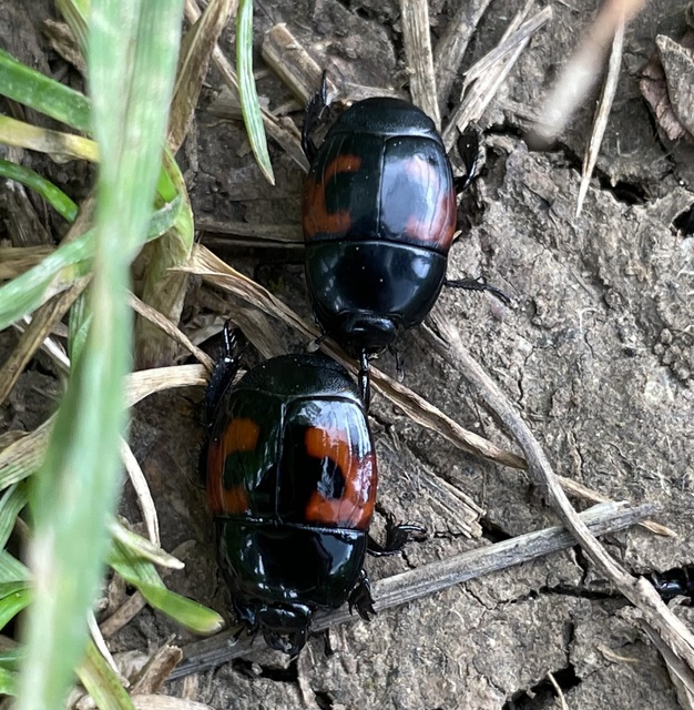 Hister quadrimaculatus - közönséges sutabogár