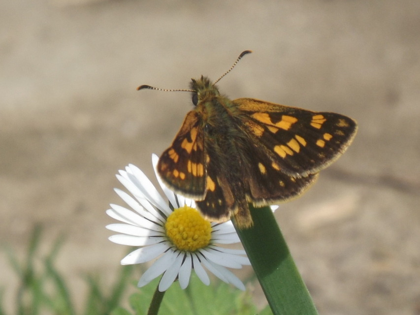 Carterocephalus palaemon - kockás busalepke