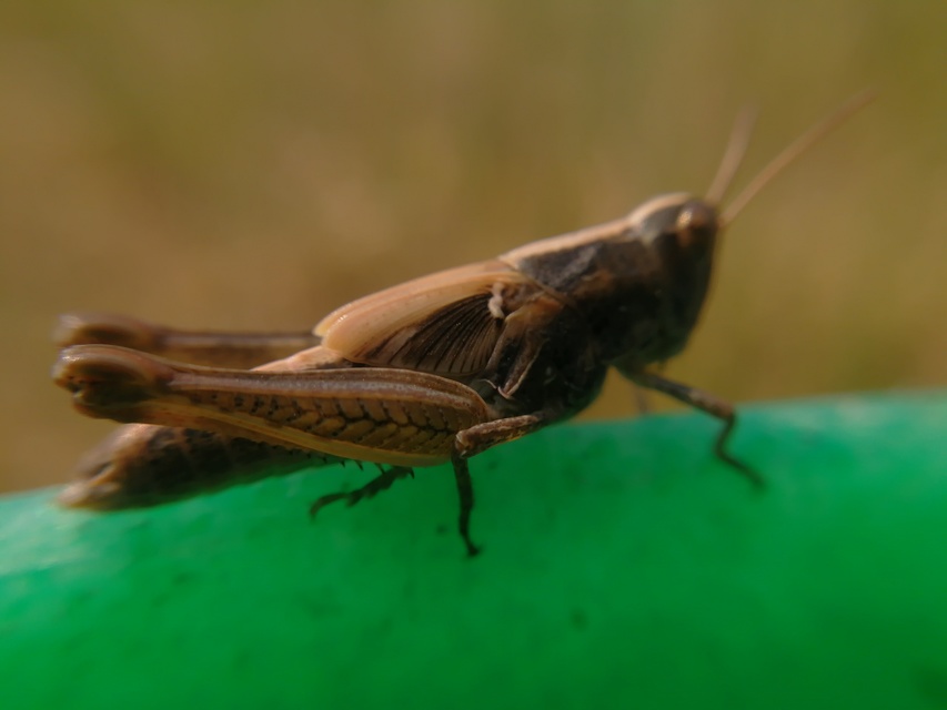 Chorthippus (Glyptobothrus) (subgenus)