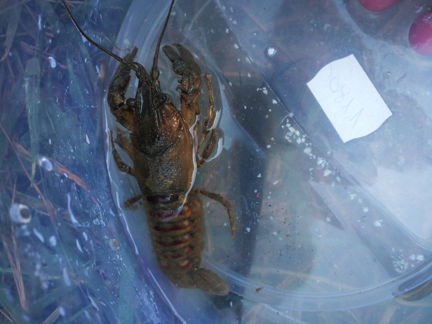 Crustacea - Rákok