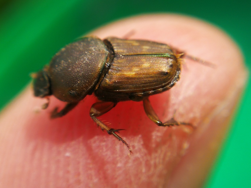 Euoniticellus fulvus - halványfoltos trágyatúró