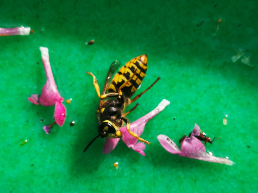 Vespula germanica - német darázs