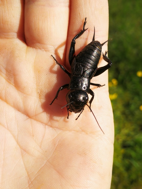 Gryllus campestris - mezei tücsök
