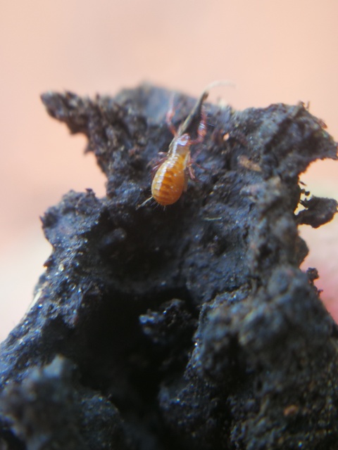 Pseudoscorpionida - Álskorpiók