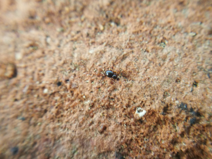 Scydmaenidae - gödörkésbogár-félék