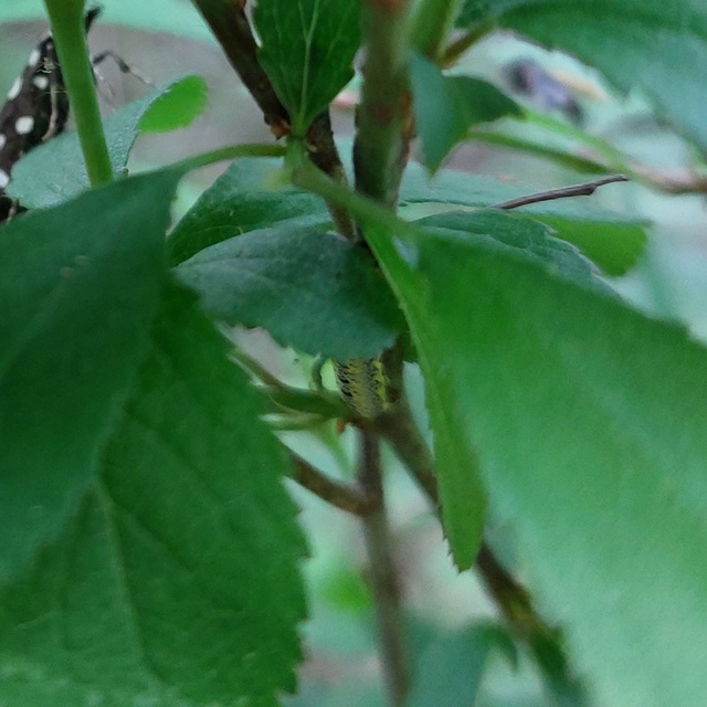 Artiora evonymaria - kecskerágó-araszoló