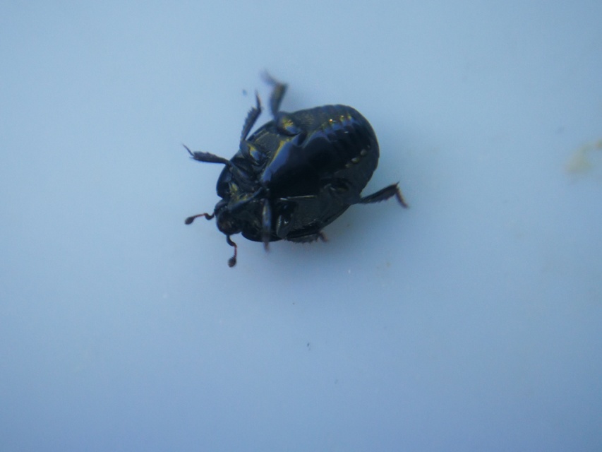 Margarinotus purpurascens - vöröslő sutabogár