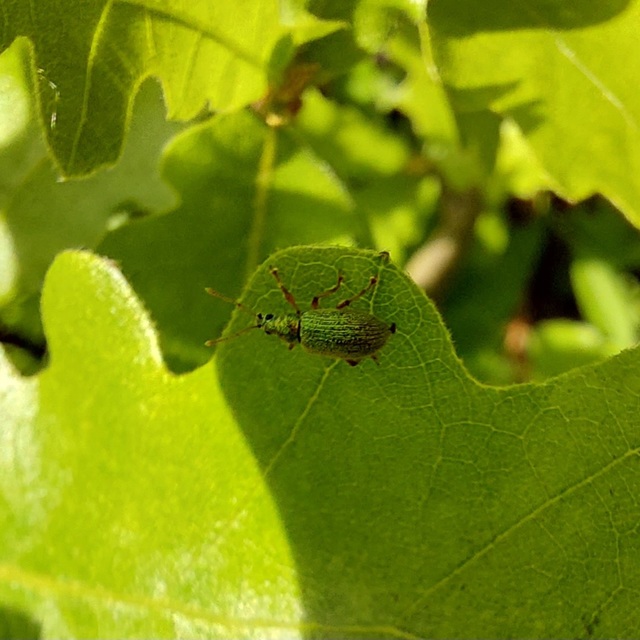 Phyllobius argentatus - ezüstös levélormányos