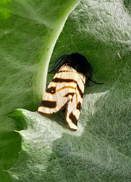 Arctia festiva - díszes medvelepke