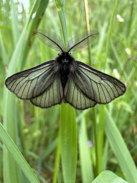 Pentophera morio - réti gyapjaslepke