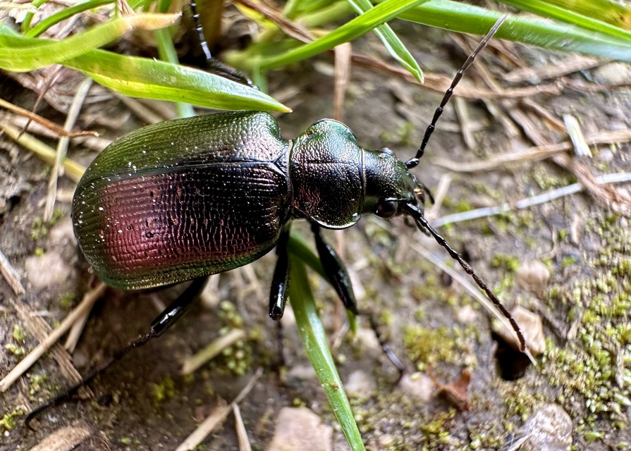 Calosoma inquisitor - kis bábrabló