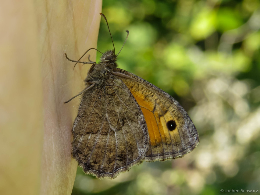 Arethusana arethusa - közönséges szemeslepke