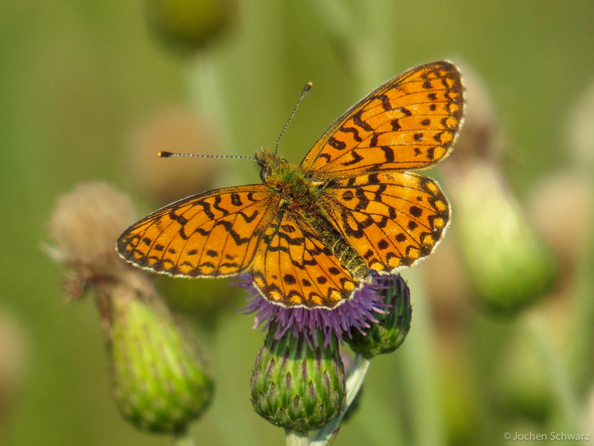 Boloria selene - fakó gyöngyházlepke
