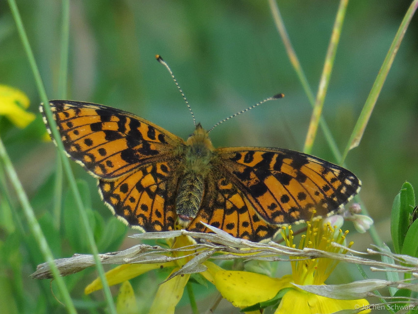 Boloria selene - fakó gyöngyházlepke