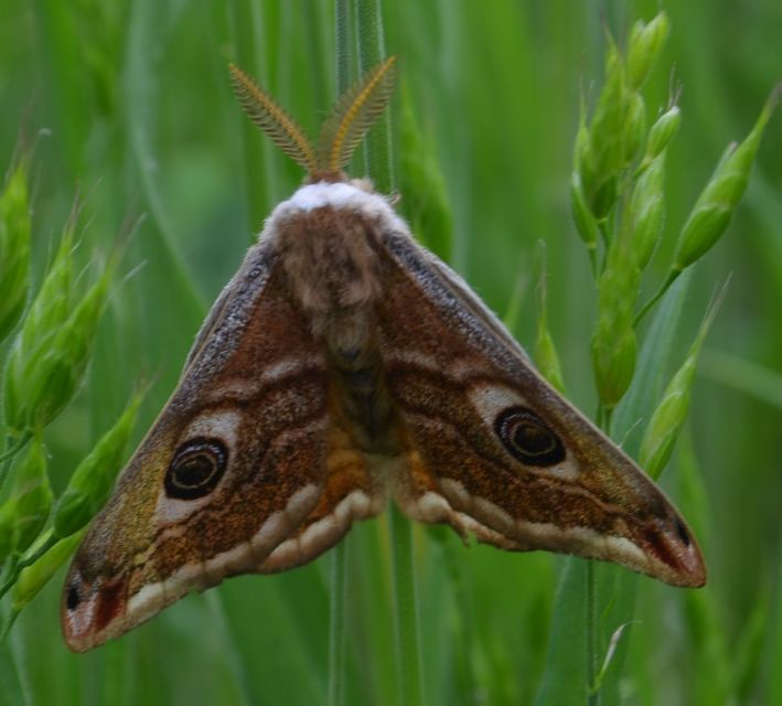Saturnia pavoniella/pavonia