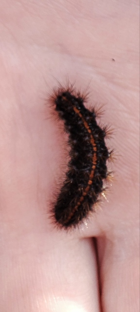 Spiris striata - csíkos molyszövő