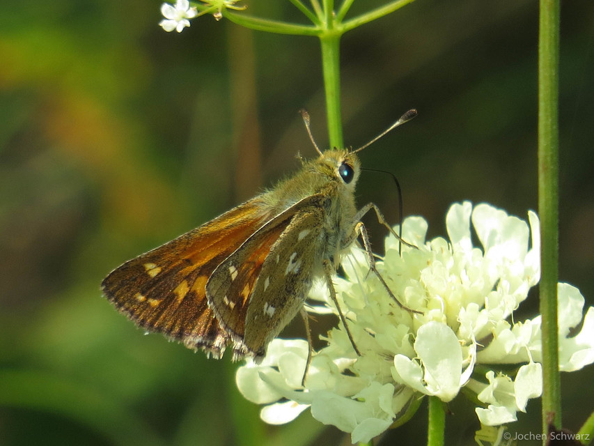 Hesperia comma - vesszős busalepke