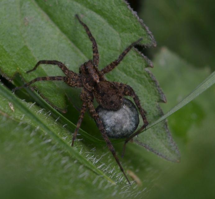 Araneae - Pókok