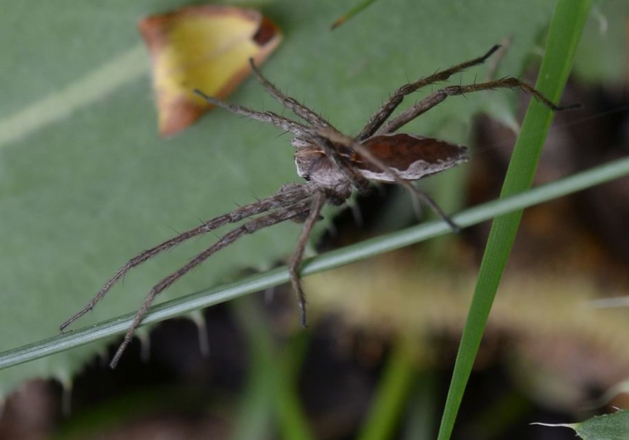 Pisaura mirabilis - csodáspók