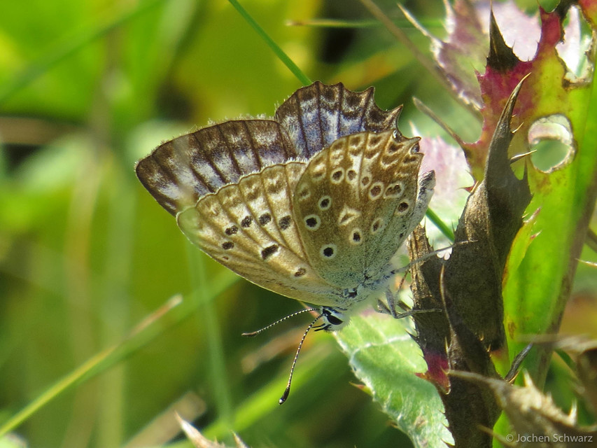 Polyommatus daphnis - csipkés boglárka