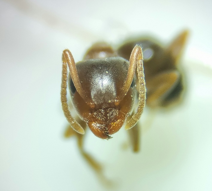 Lasius brunneus - rozsdáshátú feketehangya