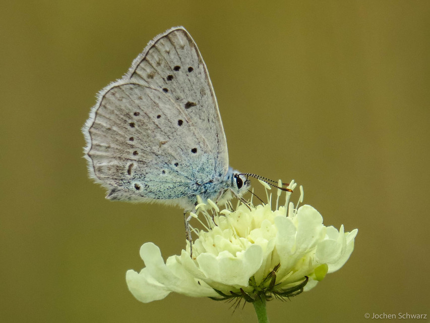 Polyommatus daphnis - csipkés boglárka