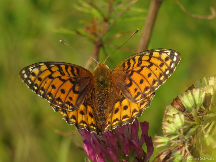 Argynnis aglaja - kerekfoltú gyöngyházlepke