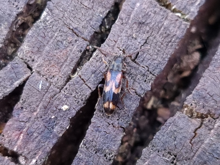 Hypulus quercinus - tölgy-komorka Hypulus quercinus - tölgy-komorka