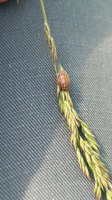 Neottiglossa leporina - sárgahasú címerespoloska Neottiglossa leporina - sárgahasú címerespoloska
