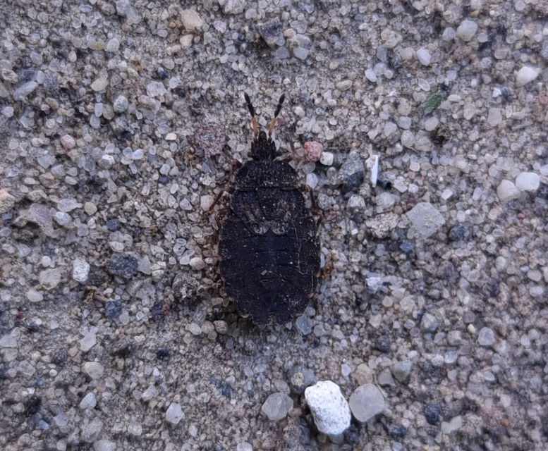 Aradus distinctus