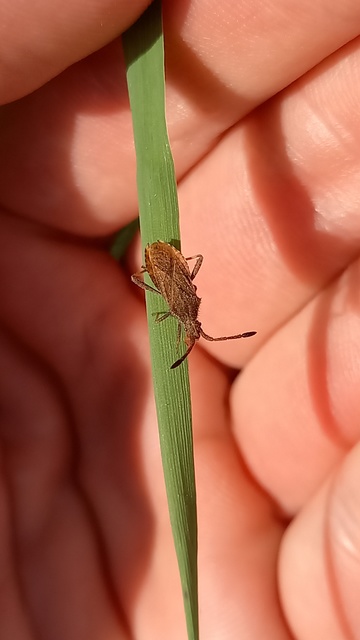 Coriomeris