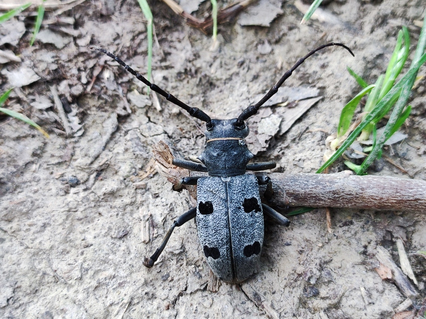Morimus asper funereus - gyászcincér