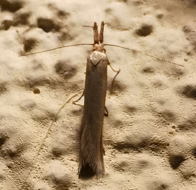 Pleurota